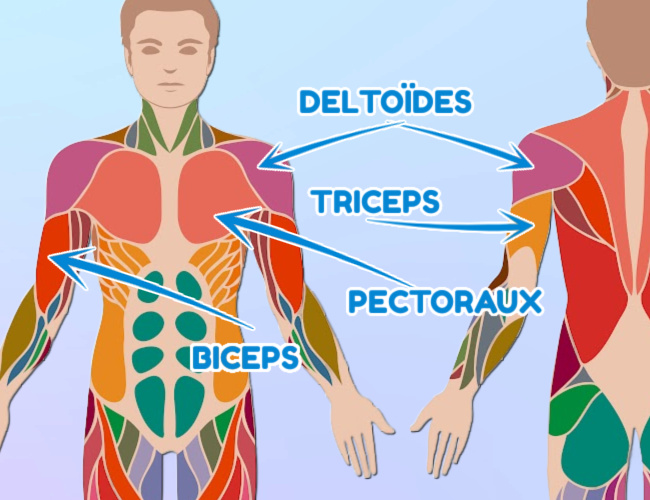 Muscles du haut du corps utilises en course  pied