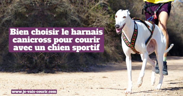 Bien choisir le harnais canicross pour courir avec un chien sportif