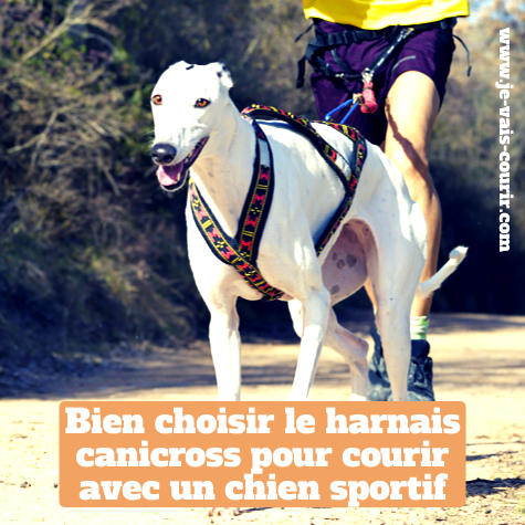 Quel harnais pour courir avec un chien sportif