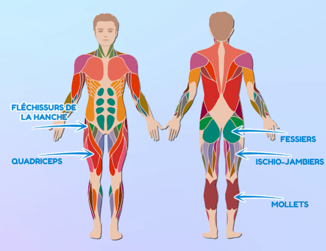 Muscles des jambes utilises en course  pied